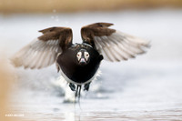 NMLD00490 Long-tailed Duck