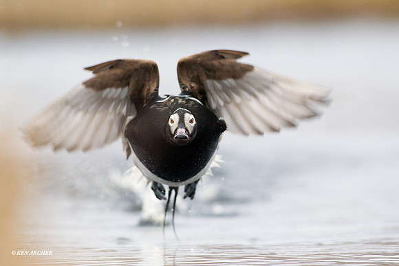 NMLD00490 Long-tailed Duck