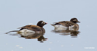Long-tailed Ducks - NMLD00231
