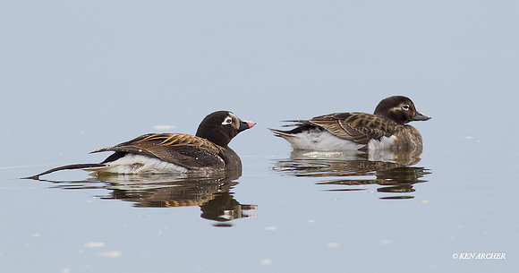 Long-tailed Ducks - NMLD00231