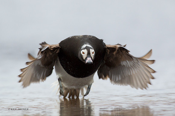 NMLD00488 - Long-tailed Duck