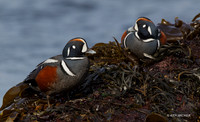 HNDK00400 - Harlequin Duck