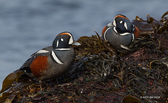 HNDK00400 - Harlequin Duck