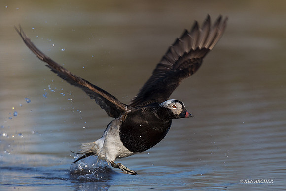 NMLD02108 - Long-tailed Duck