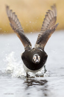 NMLD00610 - Long-tailed Duck