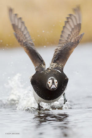 NMLD00610 - Long-tailed Duck