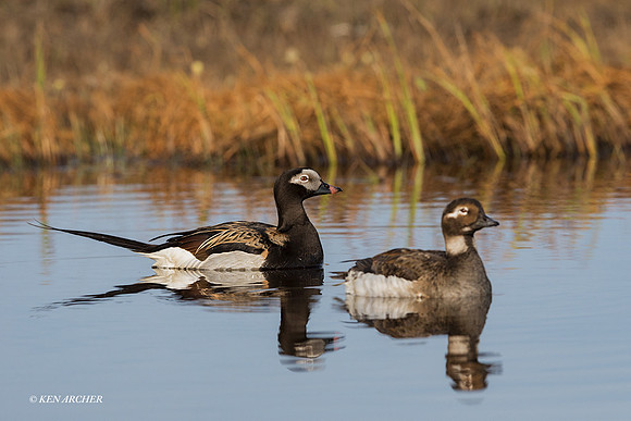 NMLD02563 - Long-tailed Duck