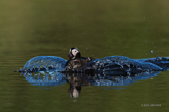 NMLD02216 - Long-tailed Duck