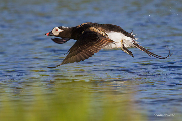 NMLD01427 - Long-tailed Duck