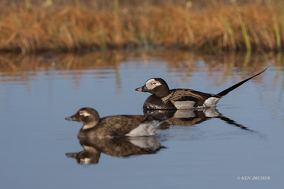 NMLD02449 - Long-tailed Duck