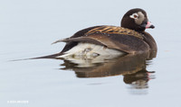Long-tailed Duck - NMLD00430
