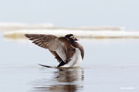 NMLD00311 Long-tailed Duck