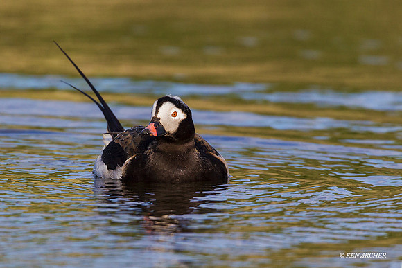 NMLD01452 - Long-tailed Duck