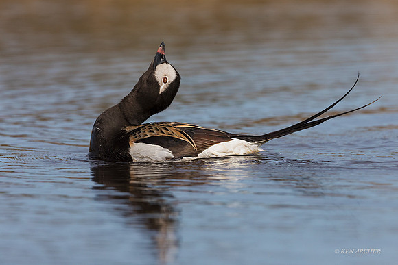 NMLD02329 - Long-tailed Duck