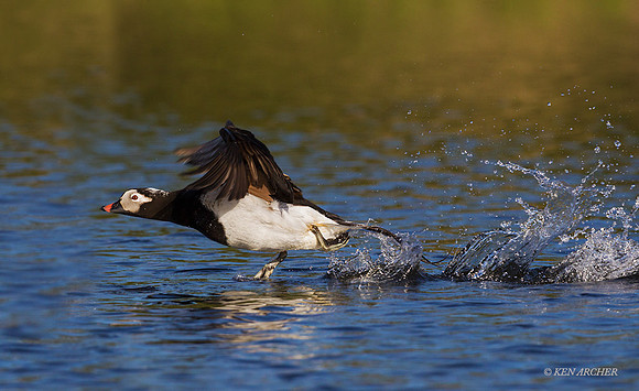 NMLD01426 - Long-tailed Duck
