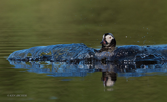 NMLD02217 Long-tailed Duck