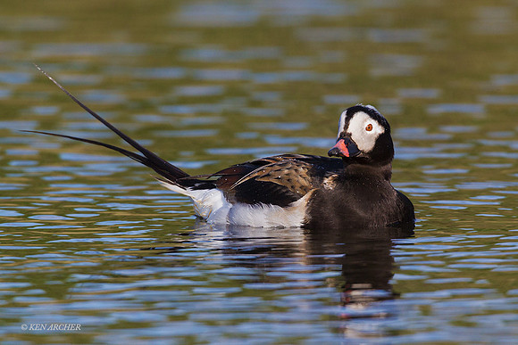 NMLD01401 - Long-tailed Duck