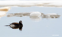 NMLD00175 Long-tailed Duck