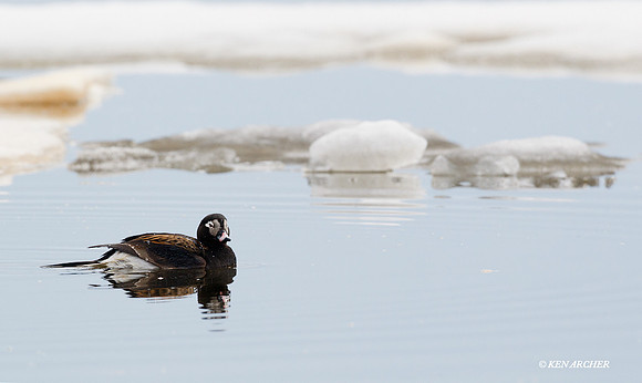 NMLD00175 Long-tailed Duck