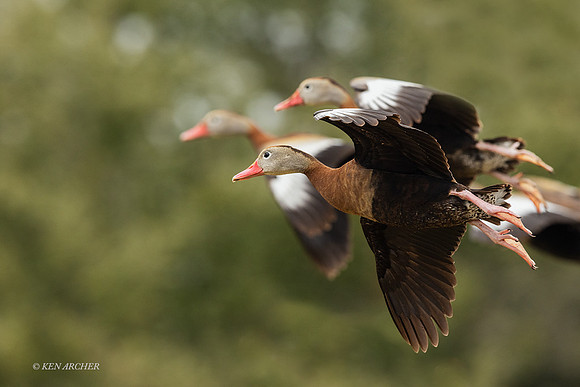 TXWD00058 - Black-bellied Whistling Duck