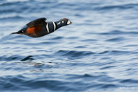 HNDK00480 - Harlequin Duck