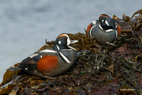 HNDK00394 Harlequin Duck