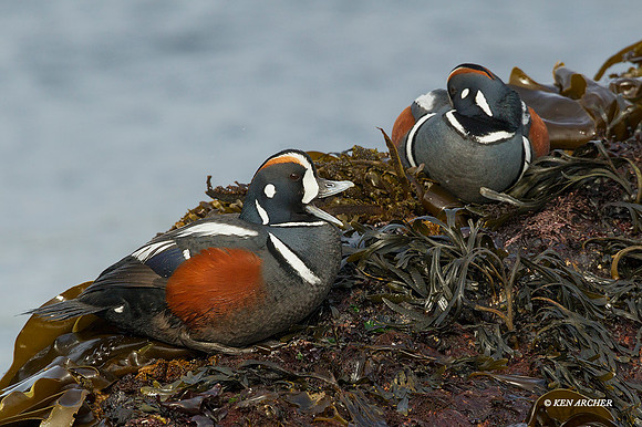 HNDK00394 Harlequin Duck