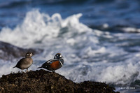 HNDK00532 - Harlequin Duck