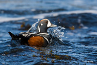 HNDK00114 - Harlequin Ducks