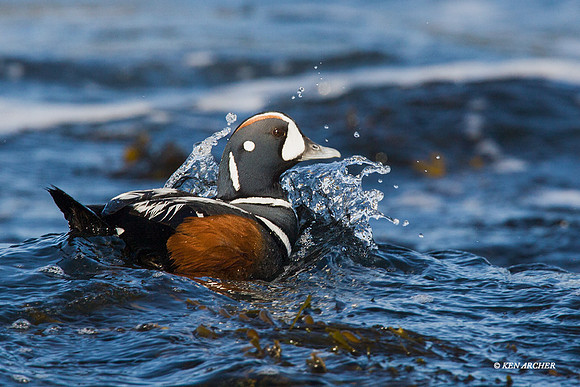 HNDK00114 - Harlequin Ducks