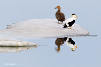 Common Eider - NMCE00004