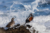 HNDK00582 - Harlequin Duck