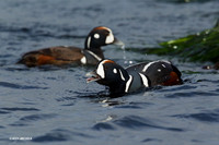 HNDK00376 Harlequin Duck