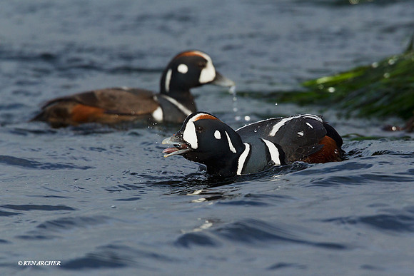 HNDK00376 Harlequin Duck
