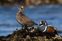 HNDK00006 - Harlequin Ducks