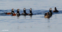 HNDK00327 Harlequin Duck