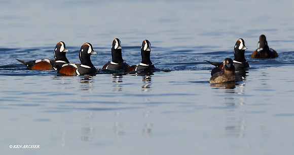 HNDK00327 Harlequin Duck
