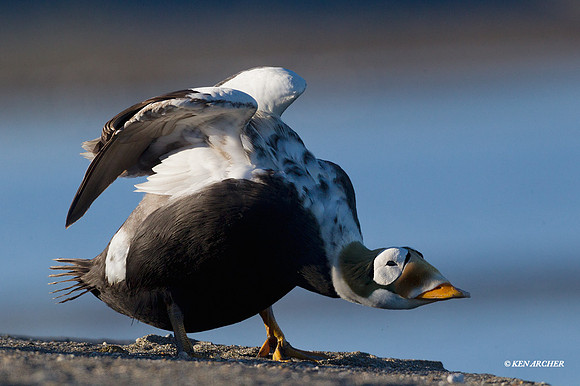 NMSE00108 - Spectacled Eider