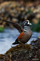 HNDK00344 Harlequin Duck