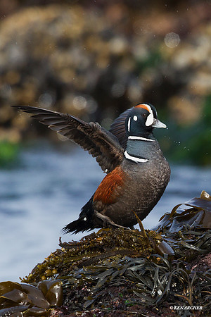 HNDK00344 Harlequin Duck