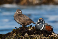 HNDK00002 - Harlequin Ducks