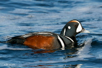 HNDK00024 - Harlequin Ducks