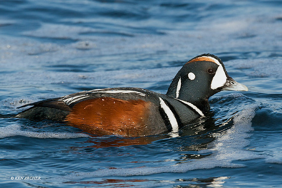 HNDK00024 - Harlequin Ducks
