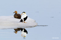 Common Eider - NMCE00010