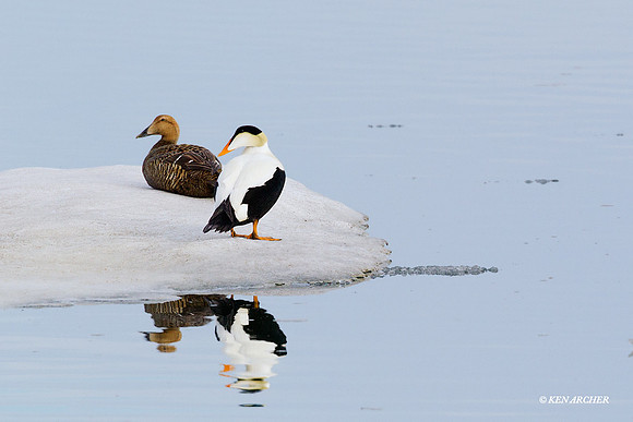 Common Eider - NMCE00010