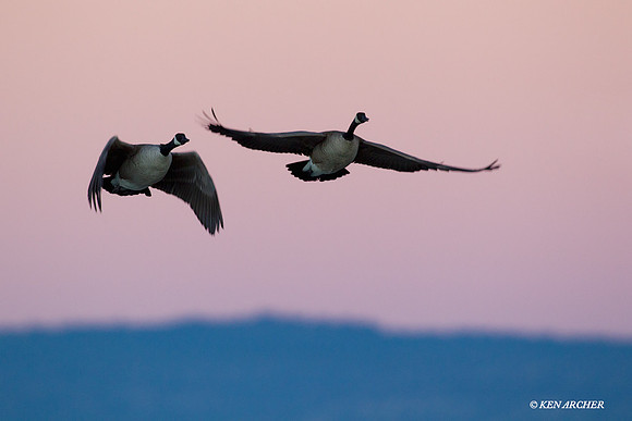 GCFL00756 Greater Canada Geese