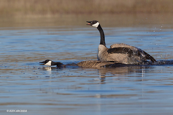 GRCG00446 Greater Canada Geese