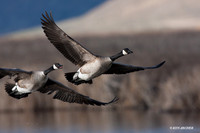 GCFL00298 Greater Canada Geese