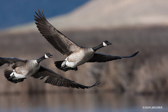 GCFL00298 Greater Canada Geese