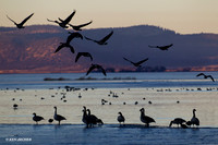 GCFL00678 Greater Canada Geese